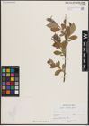 Foto von Salix excelsa S. G. Gmel.